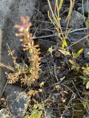 Dracocephalum thymiflorum