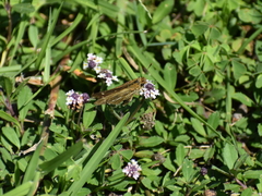 Panoquina panoquin