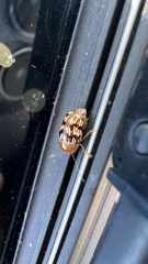 Cryptocephalus