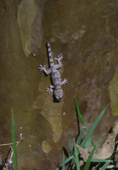 Hemidactylus mabouia