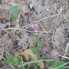 Lespedeza procumbens