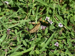 Panoquina panoquin