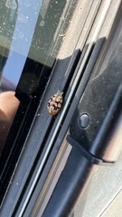 Cryptocephalus