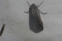 Ochropleura