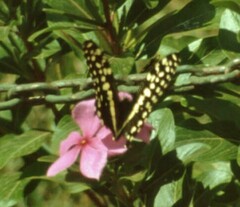 Papilio demodocus