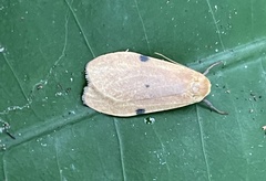 Archithosia costimacula