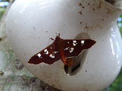 Phostria