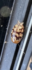 Cryptocephalus
