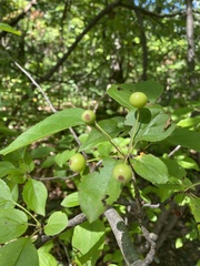 Malus hupehensis