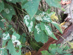 Cameraria guttifinitella