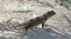 Sceloporus magister