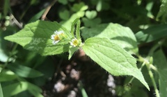 Galinsoga quadriradiata