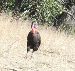 Bucorvus leadbeateri