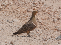 Pterocles namaqua