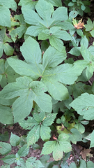 Hydrastis canadensis