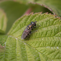 Eumerus