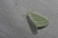 Synchlora bistriaria