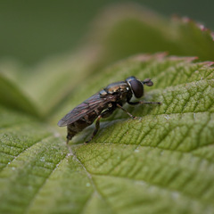 Eumerus
