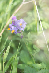 Solanum stoloniferum