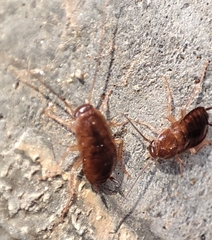 Parcoblatta americana