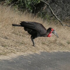 Bucorvus leadbeateri