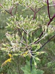 Arnoglossum