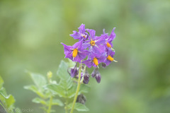 Solanum stoloniferum