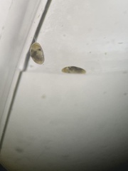 Ostracoda