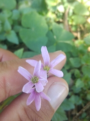 Oxalis triangularis