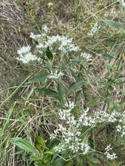 Eupatorium perfoliatum