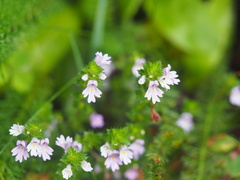 Euphrasia