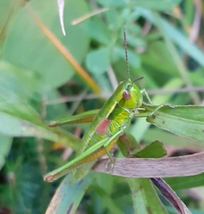Euthystira brachyptera