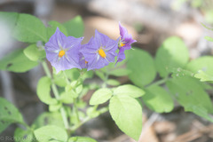 Solanum stoloniferum