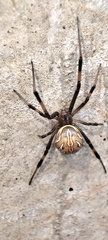 Latrodectus