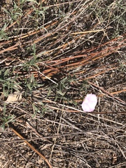 Convolvulus cantabrica