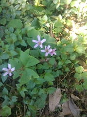 Oxalis triangularis