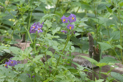 Solanum stoloniferum