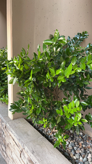 Ligustrum japonicum