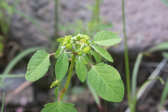 Euphorbia bifurcata
