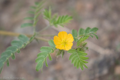 Kallstroemia parviflora