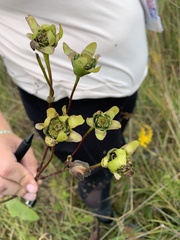 Silphium terebinthinaceum