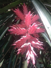 Aechmea distichantha