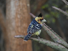 Trachyphonus vaillantii