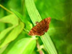 Hesperiidae