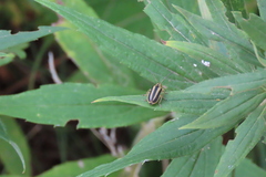 Trirhabda canadensis