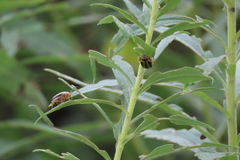 Trirhabda canadensis