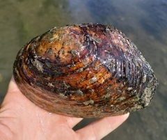 Lasmigona complanata