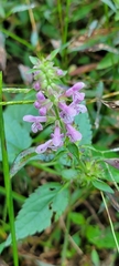 Stachys