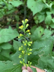 Solidago flexicaulis