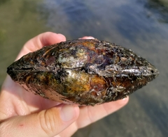 Lasmigona complanata